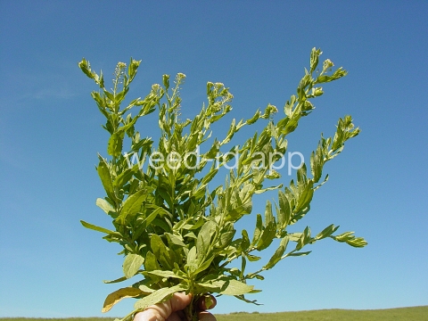 pepperweed, field
